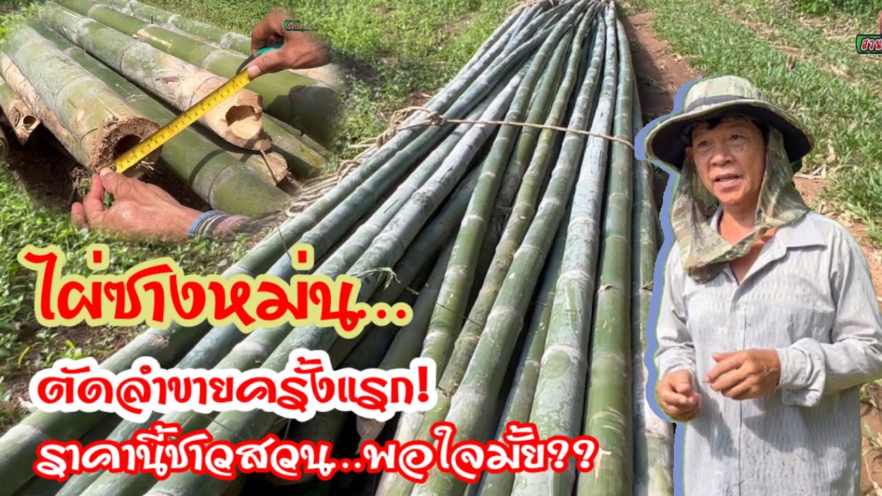 ไผ่ซางหม่น…สวนไผ่ลุงสำราญ ตัดลำขายครั้งแรก ! ราคานี้ชาวสวนพอใจมั้ย???