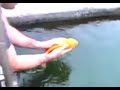 Playful fish enjoys being handled