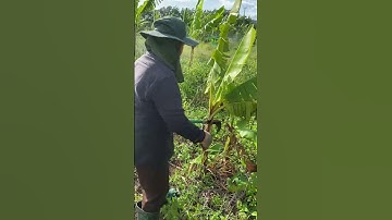Proper Banana Tree Cutting Techniques for a Healthier Harvest #bananafarming #farming