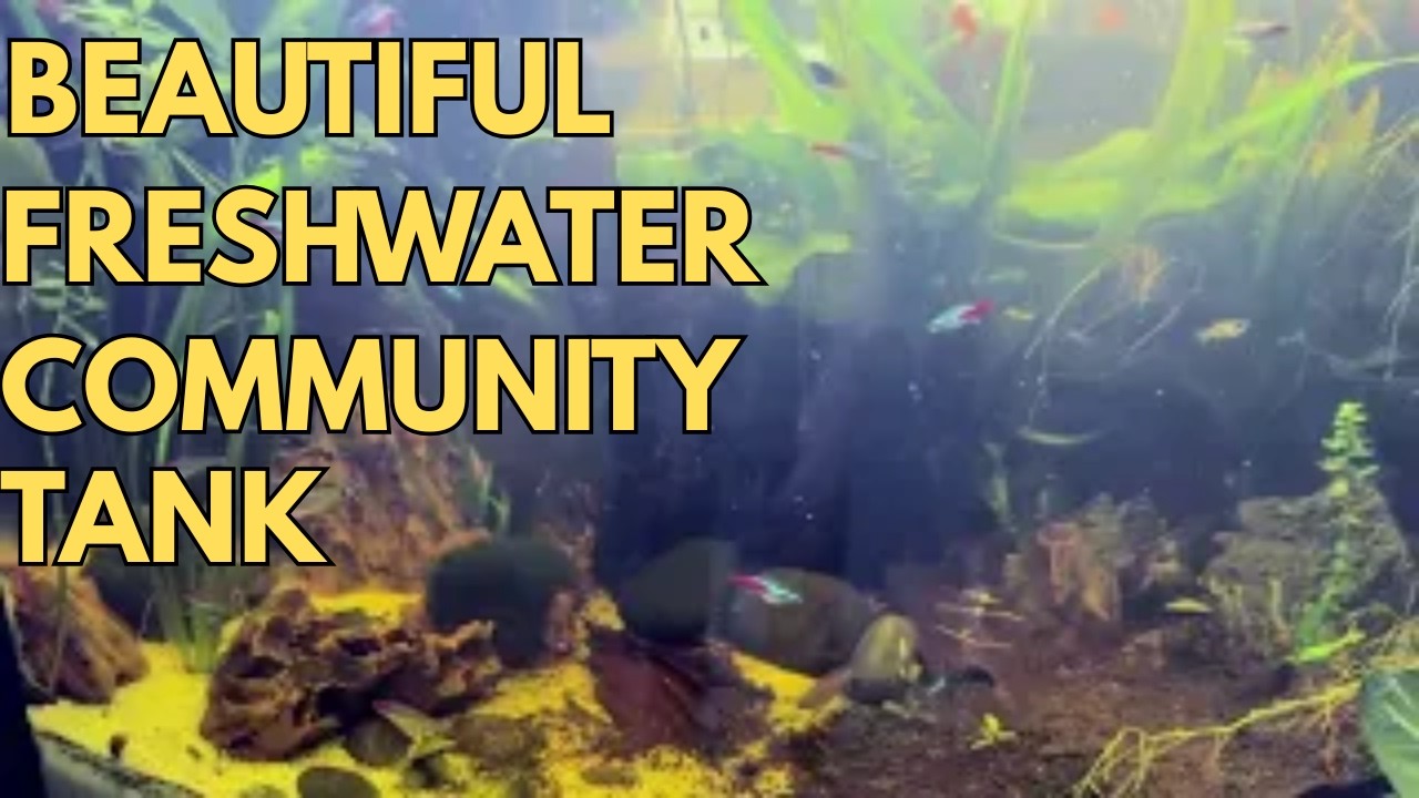 I Completely Transformed My 36 Gallon Bowfront