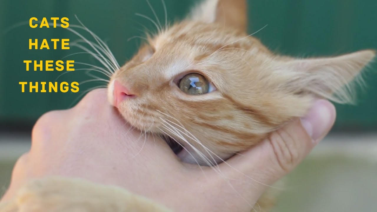 7 Things Humans Do That a Cat Dislikes YouTube