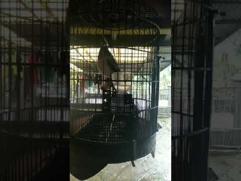 Jalak suren gacor tembakan 