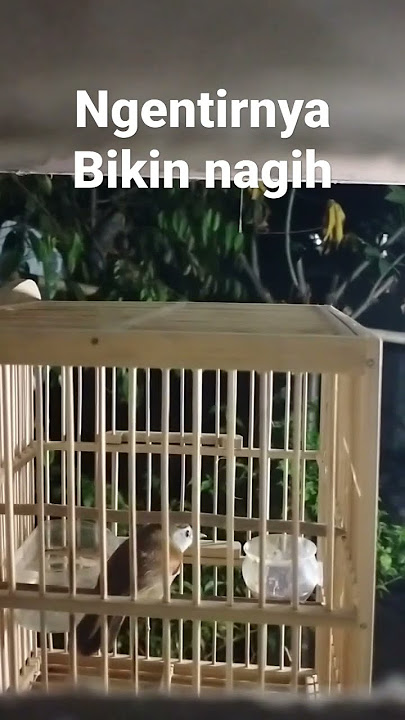 SUARA PIKAT AMPUH TEPUS PIPI PERAK AMPUH BUAT MASTERAN