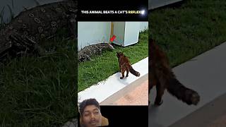 #animals #wildlife #snake #cat #leopard #automobile #slowedandreverb #phonk