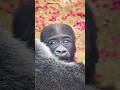 Baby gorilla interacts with his Mom. #gorilla #Santaro