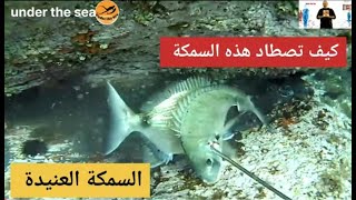 إصطياد هذه السمكة،تدل على التحسن . Chasing that fish means youre getting better