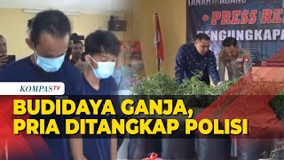 Pria di Jakbar Ditangkap Polisi Lantaran Nekat Budidayakan Ganja di Rumah