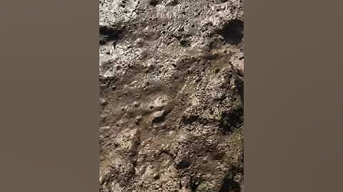 Mò sò huyết trên bãi bồi Cà Mau