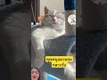 อย่ารบกวนเวลานอน #cat #shortvideo #smilesmile #pets #funny #youtubeshorts #animals #greenscreen