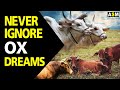 What does ox dream meaning  dreaming of ox  ox dream interpretation