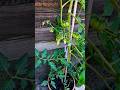 A Vase Very Tall 'Beef Tomato 🪴 Starting to Get Very Pretty🍅😍, Ryans Favourite👨👦. #organic #farmn