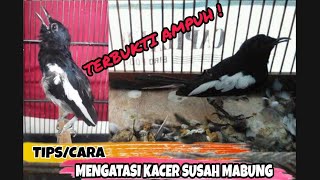 CARA MENGATASI KACER SUSAH MABUNG/GAGAL MABUNG | PROVIT PERONTOK BULU
