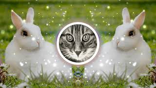 Bunny Hop - Quincas Moreira 🎵 ( Free Copyright) funny music