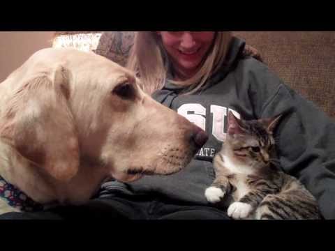 Dog Meets Kitten for the First Time-Part II-She Goes for it