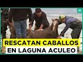 Laguna Aculeo: Intentan rescatar a grupo de caballos atrapado en el agua