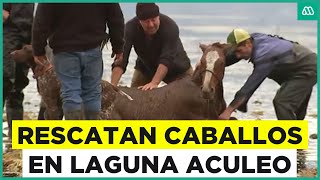 Laguna Aculeo: Intentan rescatar a grupo de caballos atrapado en el agua