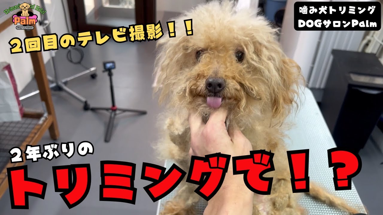 【テレビ撮影あり】動物病院で２年前に全身麻酔が最後..トイプードルの噛み犬トリミング！！