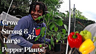 Step-by-Step Guide to Growing Peppers in Your Garden – Proven Tips for Maximum Yield!