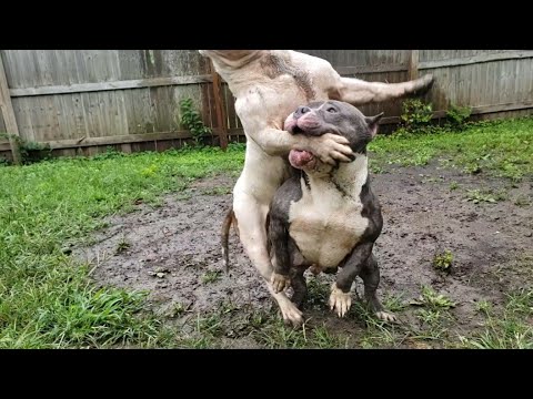 Video: Australië Keurt Bully Goed Voor Verkoop