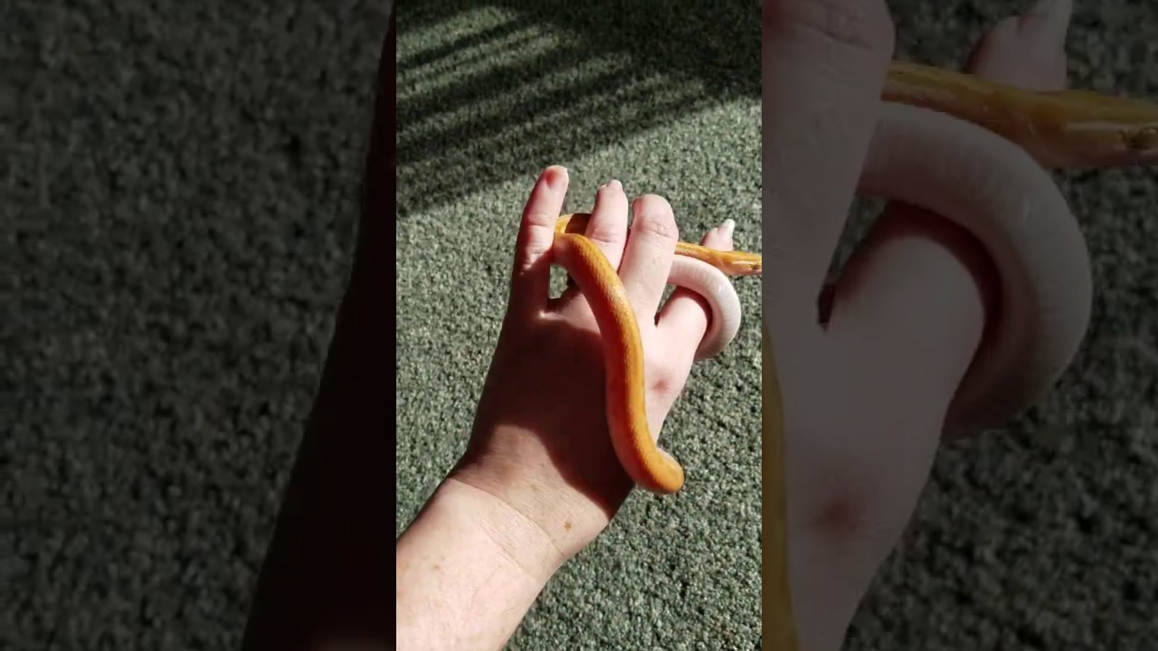 camera iphone 8 plus apk Albino Cape African House snake