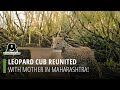 Leopard cub reunited with mother in maharashtra