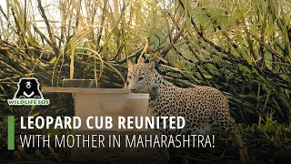 Leopard Cub Reunited With Mother In Maharashtra!