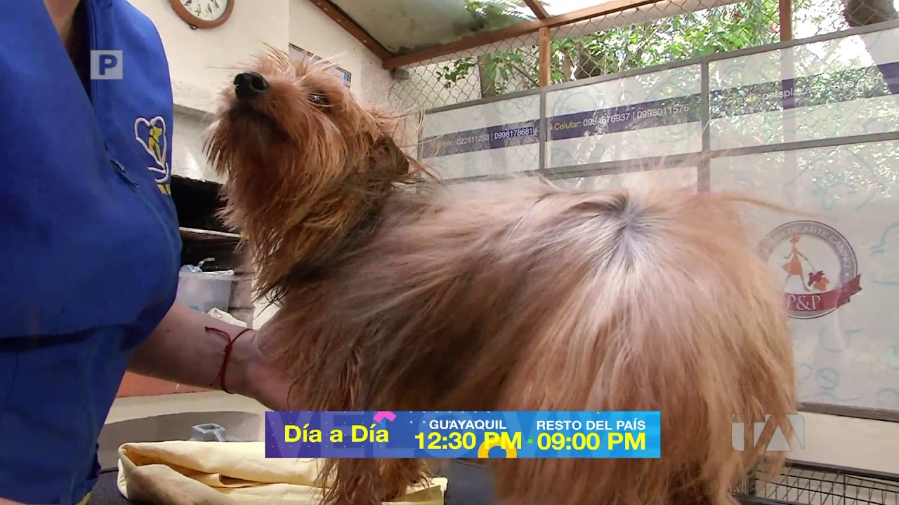 PROMO 11 DE AGOSTO 2019 - Día a Día - Teleamazonas video editing software free