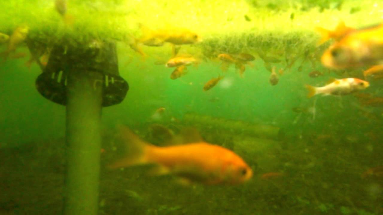 Modular Aquaponics 2/2 (1000's of goldfish eating Duck ...