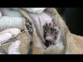 Helping dog Remove ticks on dog's ear