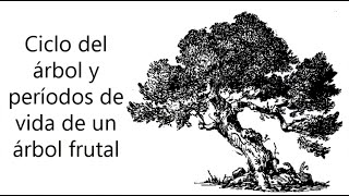 Ciclos del árbol y períodos de vida de un árbol frutal