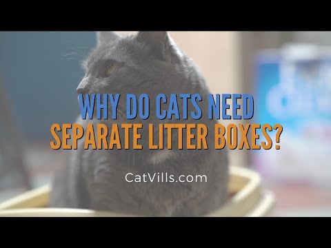 Video: Proč Více Koček Potřebuje Více Krabic Na Vrh