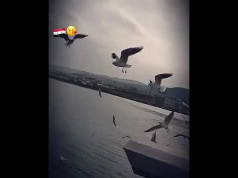 اتمنه روحي تصير طير وتجيكم حالات واتس اب صلاح حسن نصرت البدر