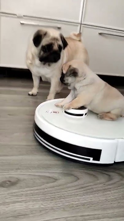 #мопсик катается #dog #mops #мопс #recommended #щенок #dogs - YouTube