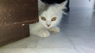 Adorable Kittens Disrespecting Mama And Fighting In Front Of Her