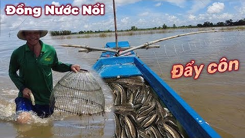 Ùn Ùn đi Đẩy Côn bắt Cá Lóc Đồng giữa Đồng Nước lũ | mùa Cá Lóc Đồng