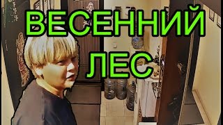 ВЗЛОМ КАМЕРЫ: ВЕСЕННИЙ ЛЕС