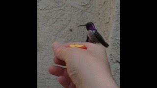 HAND FEEDING HUMMINGBIRD