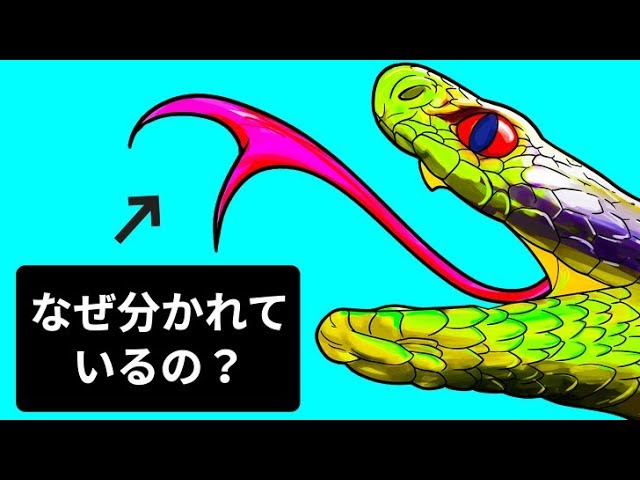 ヘビの舌が2つに割れている理由 Youtube
