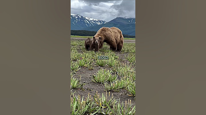 Joe Rogan on the Dark Truth About Bears