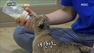 [Haha Land] 하하랜드 - Meal times for baby lion! 20170823