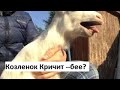 Как орет козленок // деревня тв