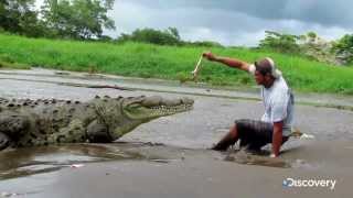 How Not To Feed A Crocodile - You Have Been Warned S2 Ep5