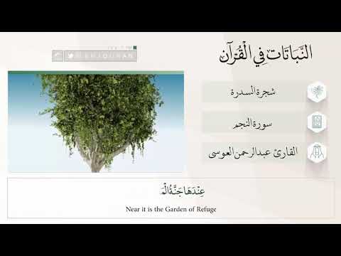 النباتات في القرآن شجرة السدرة