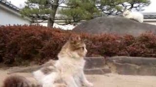 庭園の植込みの中で完全に置物の一部になっている野良猫