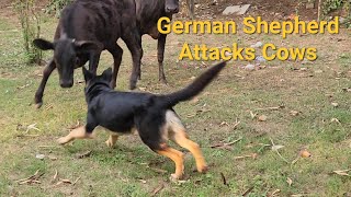 Working Line German Shepherd in India | Working Line German Shepherd playing with cows by A-1085 4,220 views 1 year ago 4 minutes, 9 seconds