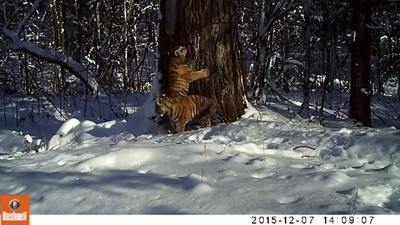 For the First Time Ever, a Rehabilitated Tiger Has Birthed Cubs in the Wild