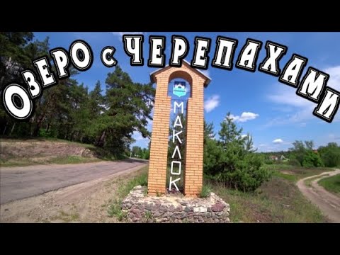 Воронеж/Природа России.Красноухая черепаха и болотная черепаха/Черепашье озеро #путешествиенамашине