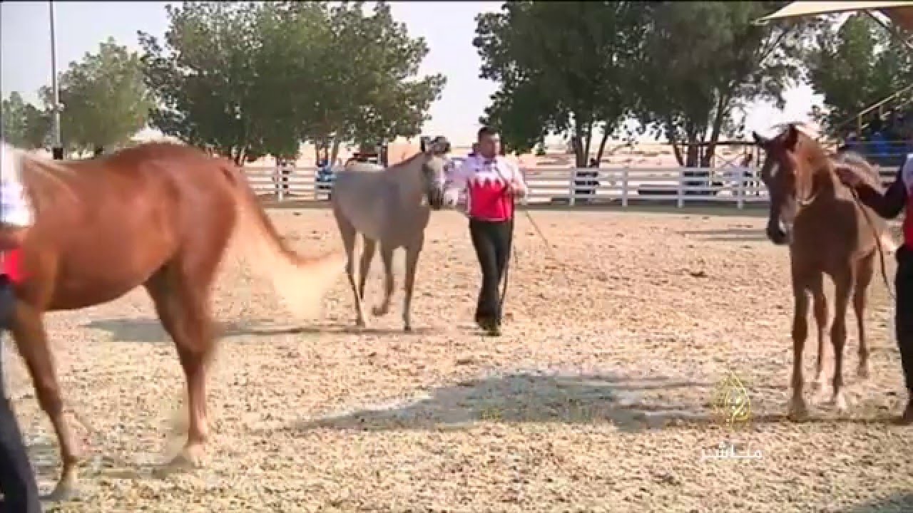 مهرجان البحرين للخيول العربية