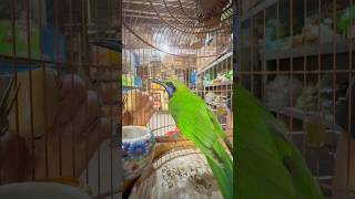 Tuyển chim THANH TƯỚC THUẦN HÓT HAY sở hữu TÀI SẮC🤩#datbirdtv #birds #aviary #bird #shorts #aviary