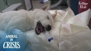 Crashed By HitAndRun, It Took Away This Dog’s Legs, Unable To Walk | Animal in Crisis EP236